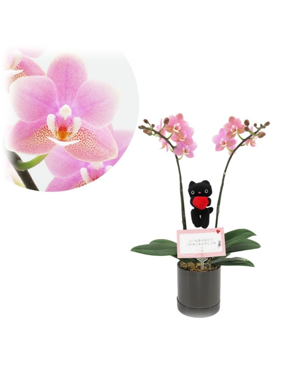 【限定商品】ミニ胡蝶蘭フローラルピンク(ダークグレー)
