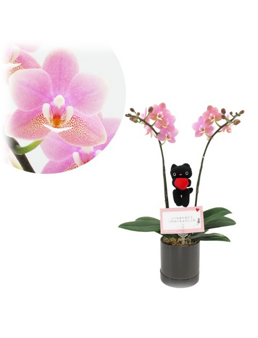 【限定商品】ミニ胡蝶蘭フローラルピンク(ダークグレー)