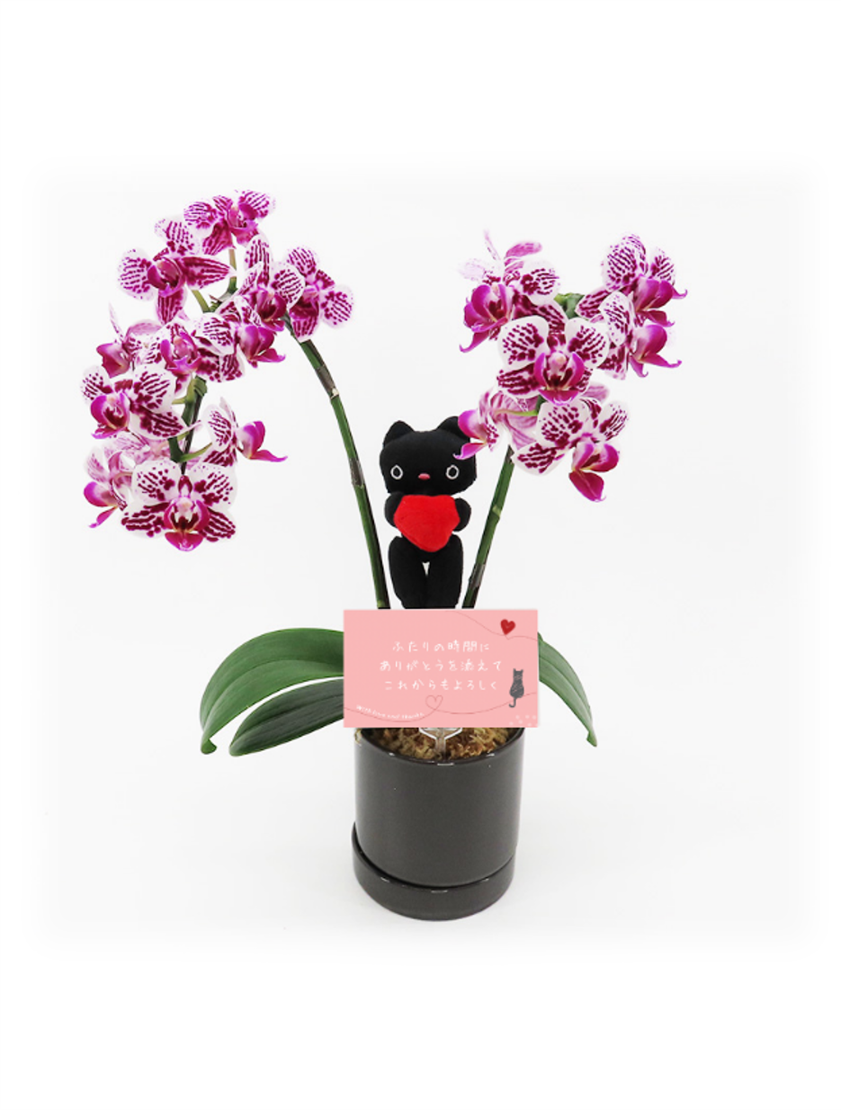 【限定商品】ミニ胡蝶蘭_白茜(ダークグレー)