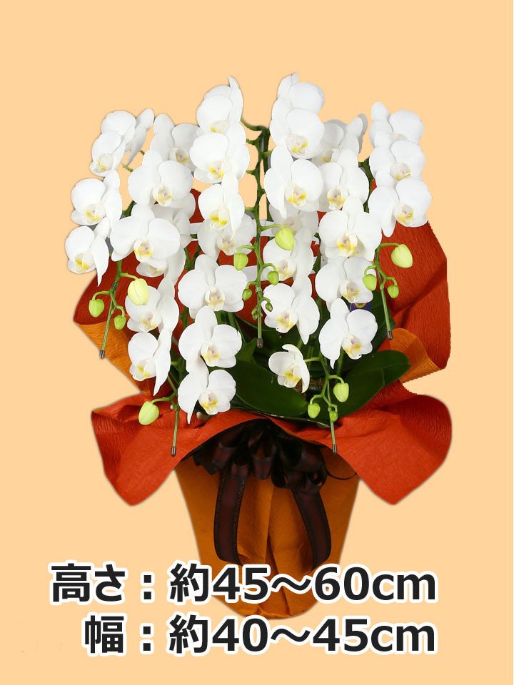 胡蝶蘭_ミディ(白)　5本