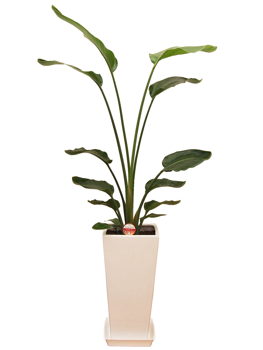 観葉植物_オーガスタ(2本植)8寸角高陶器-白プレート