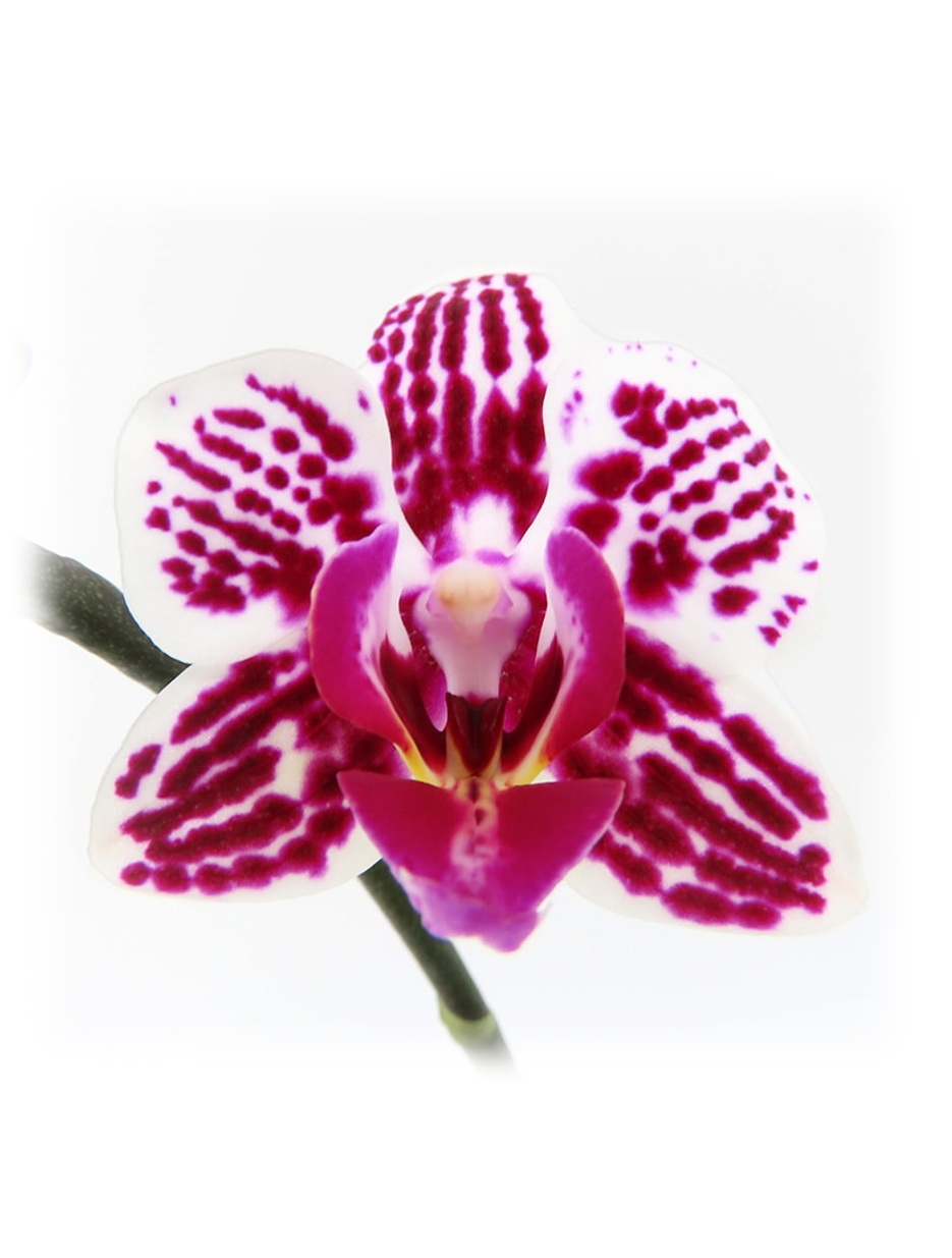 【限定商品】ミニ胡蝶蘭_白茜(ダークグレー)