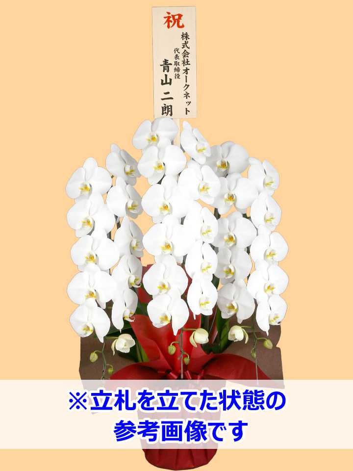 胡蝶蘭_大輪(白)　3本立(30輪)