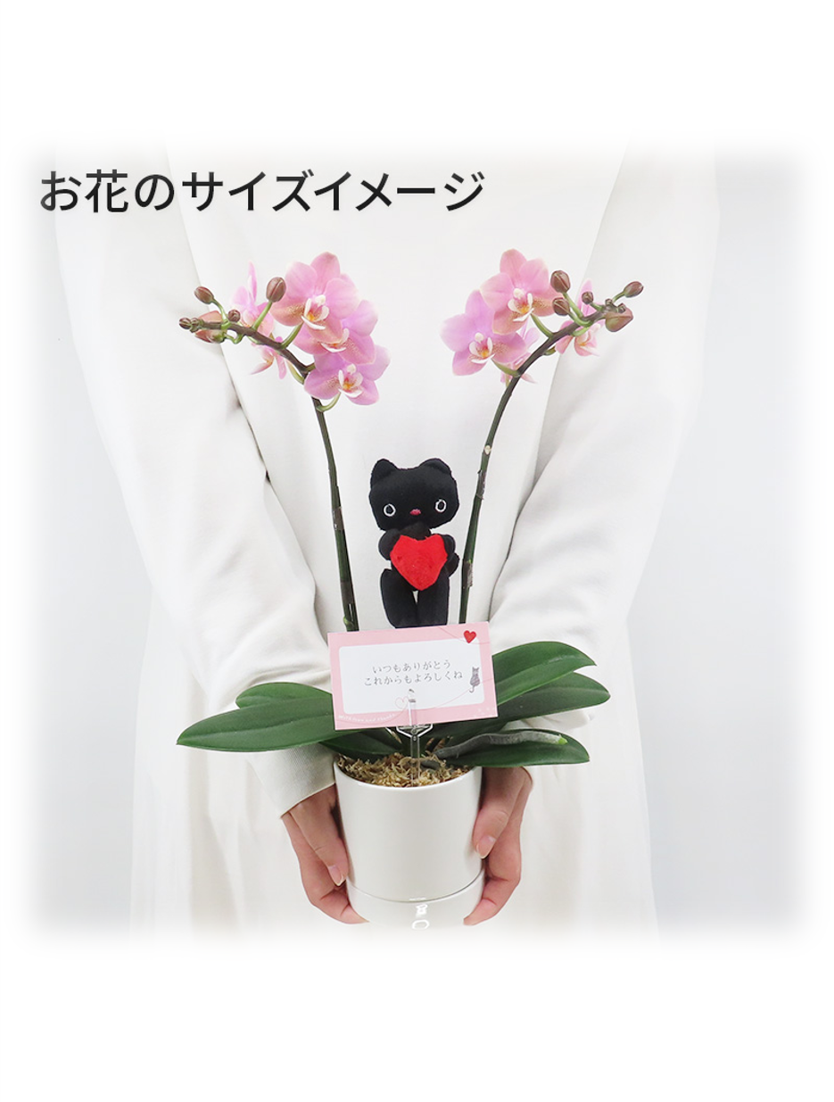 【限定商品】ミニ胡蝶蘭_白茜(ダークグレー)