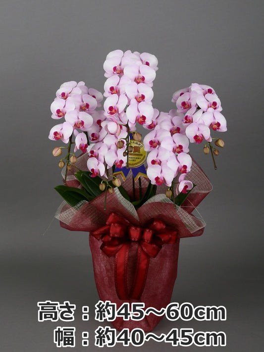 胡蝶蘭_ミディ(ピンク)　5本