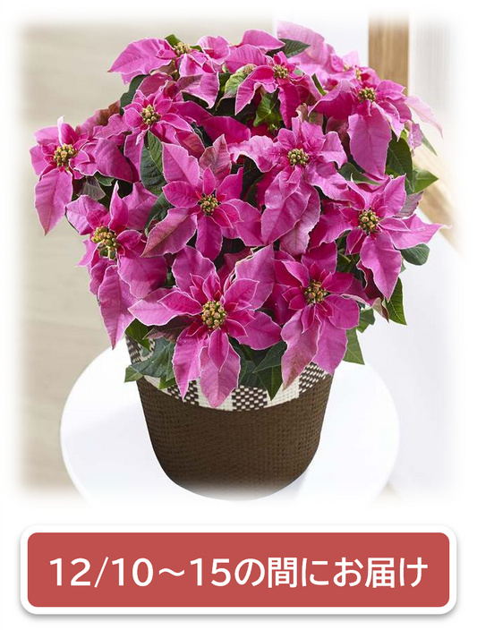 【お歳暮】プリンセチア　ホットピンク