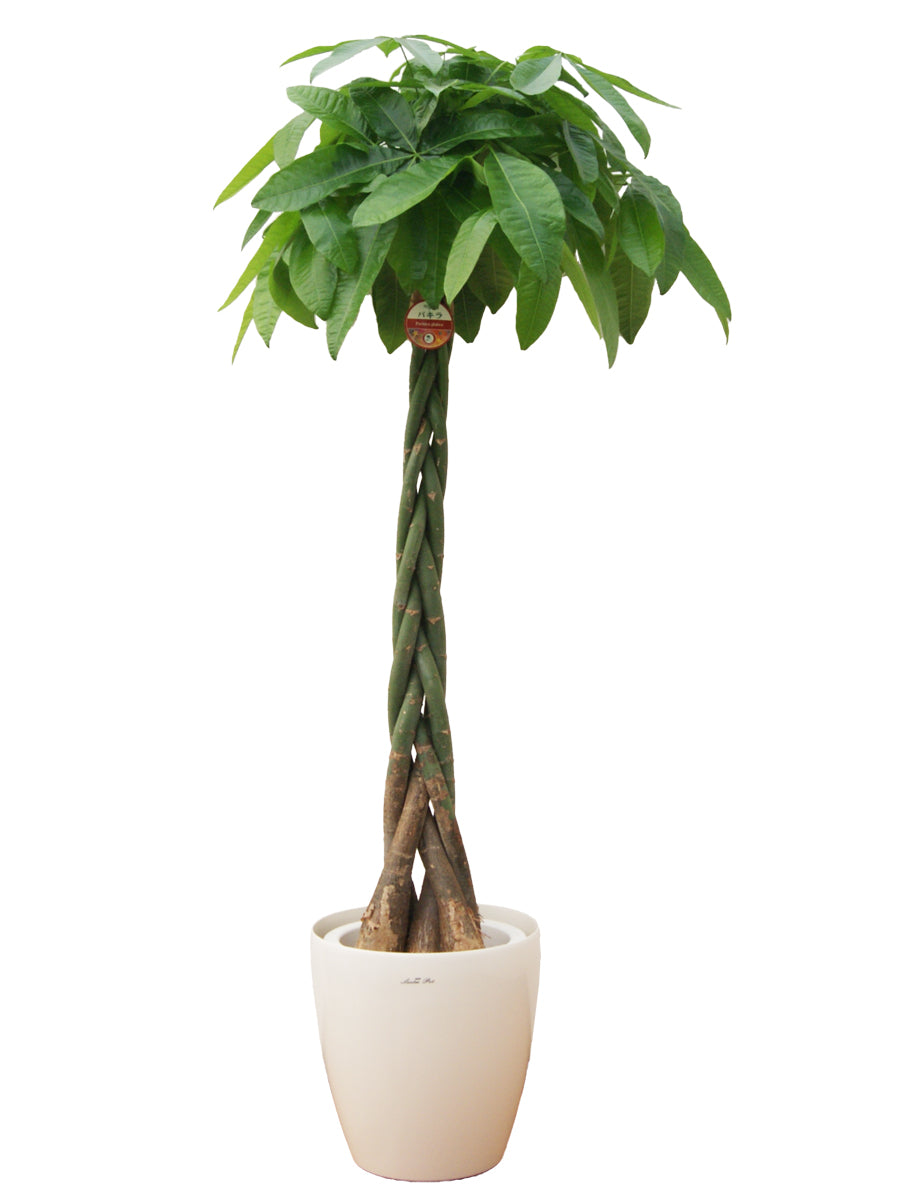 観葉植物_パキラ尺プラスチック(鉢カバー)