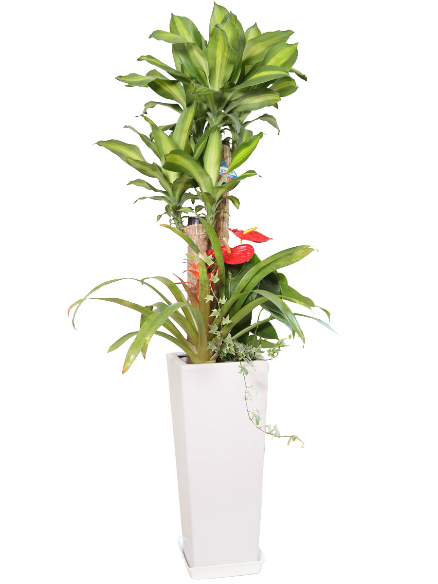 観葉植物_寄せ植え(幸福の木)8寸角高陶器-白