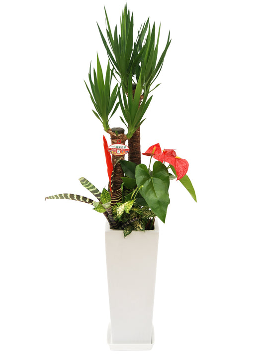 観葉植物_寄せ植え(ユッカ)8寸角高陶器-白