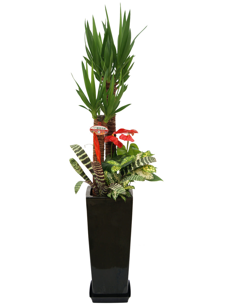 観葉植物_寄せ植え(ユッカ)8寸角高陶器-黒