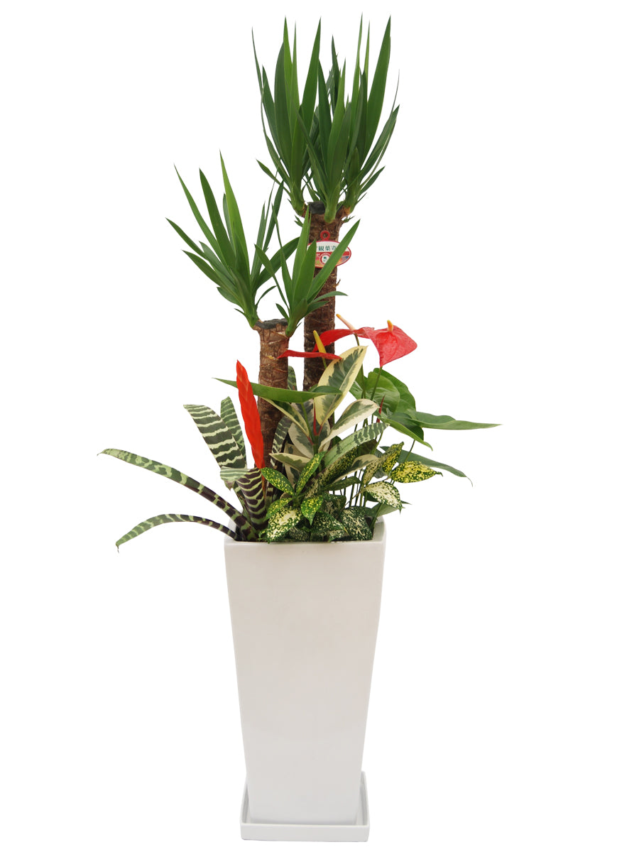 観葉植物_寄せ植え(ユッカ)尺高陶器-白