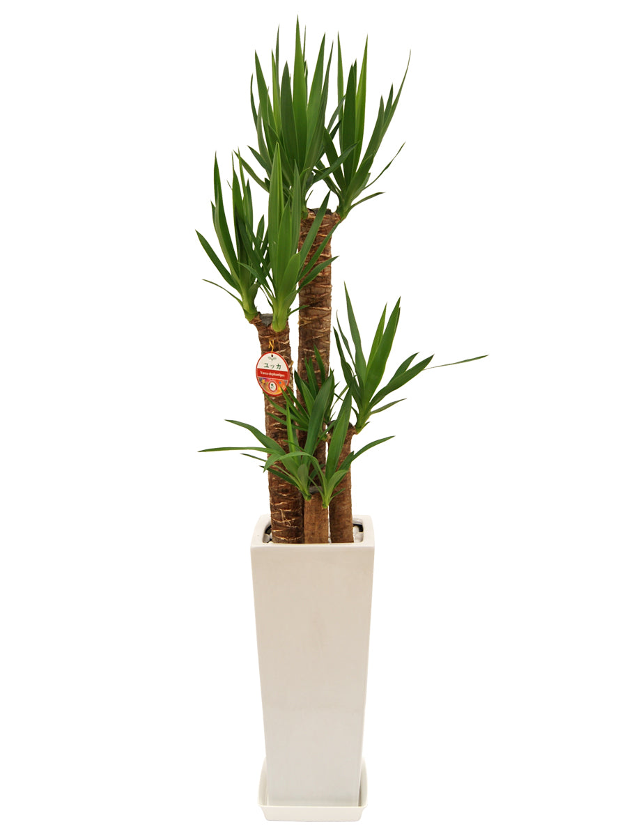観葉植物_ユッカ8寸角高陶器-白
