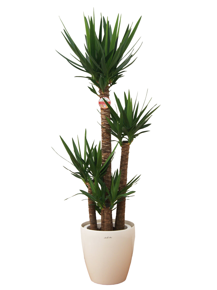 観葉植物_ユッカ尺プラスチック(鉢カバー)