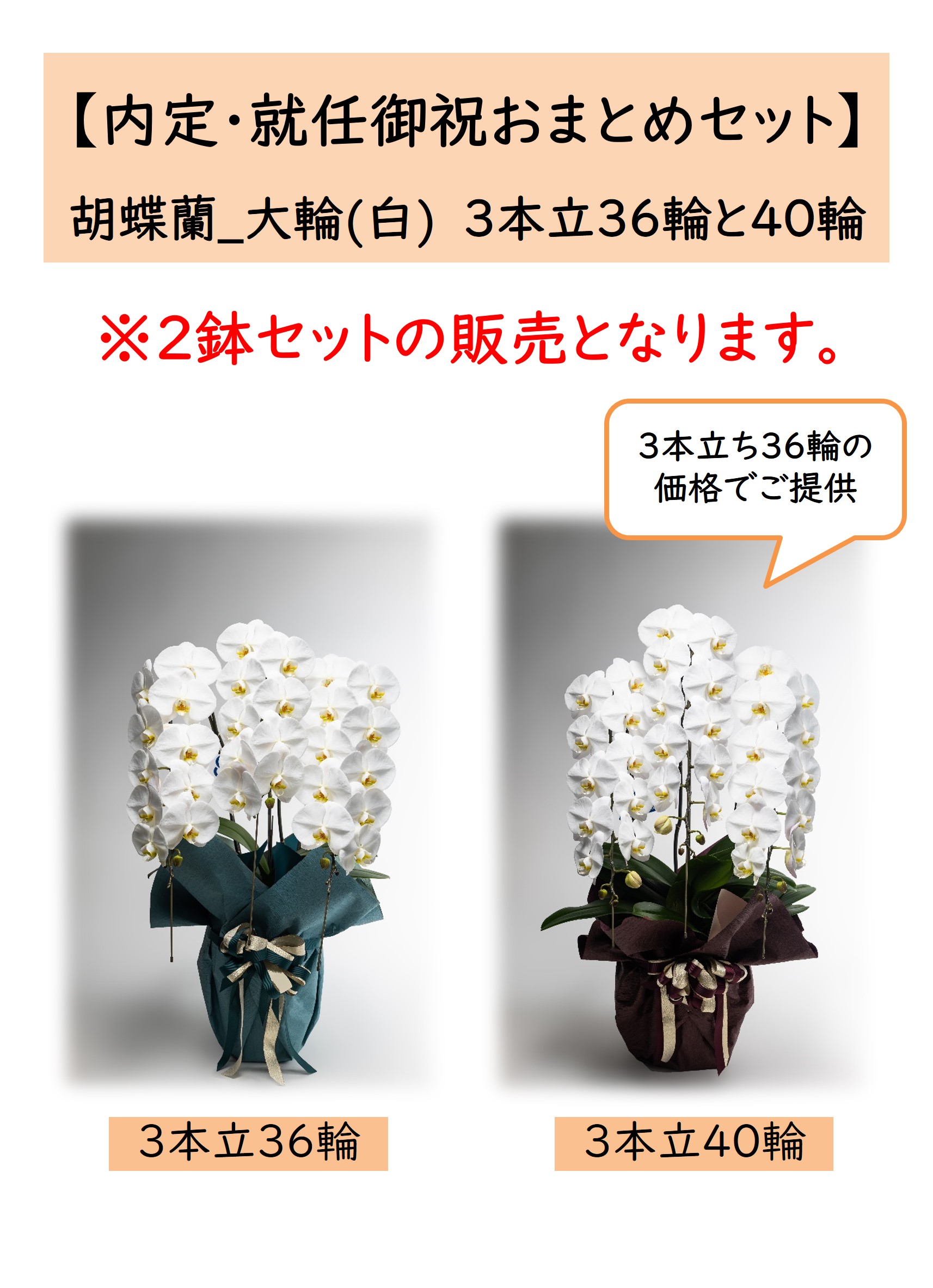 贈答の窓口 / 【内定・就任御祝おまとめセット】胡蝶蘭_大輪(白) 3本立36輪と40輪