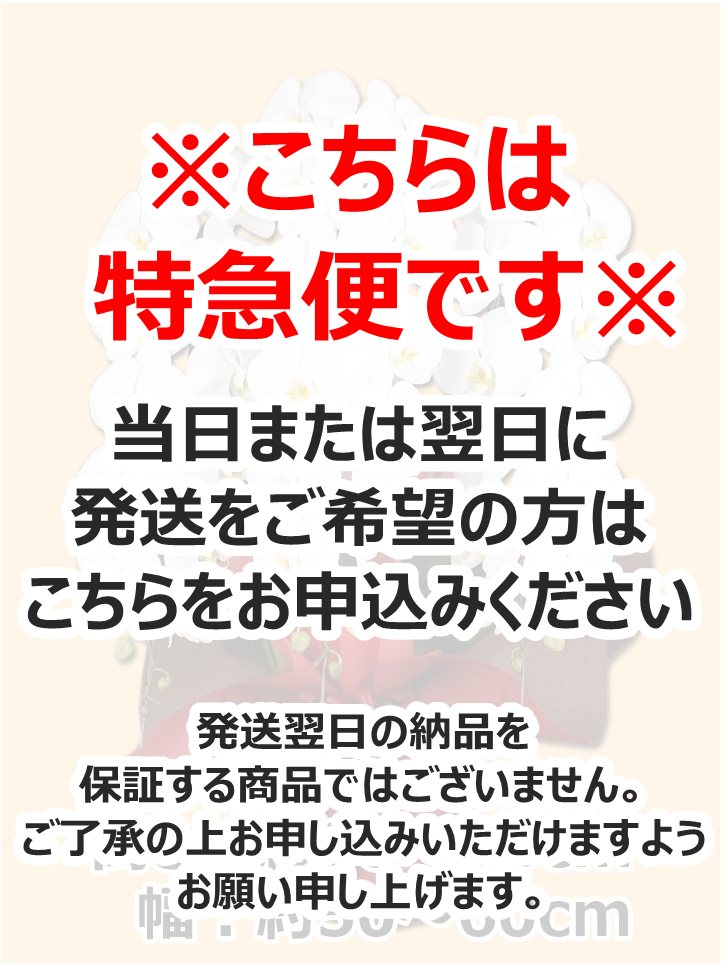 贈答の窓口 特急便 胡蝶蘭 大輪 白 3本立 36輪 当日 翌日発送